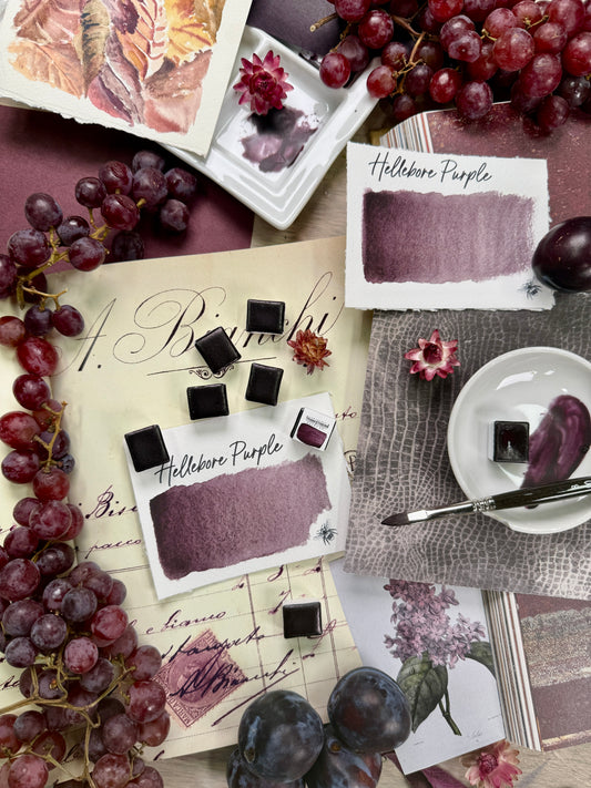 Hellebore Purple